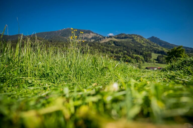 Samerberger magyarországi forgalmazója nagykereskedelem