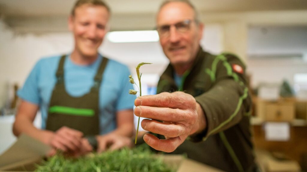 Samerberger szena magyarorszagi forgalmazoja
