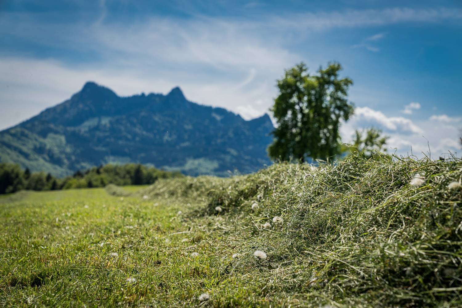 Milyen széna a legjobb a nyulaknak? – A legjobb szénafajták és a Samerberger előnyei 2 széna