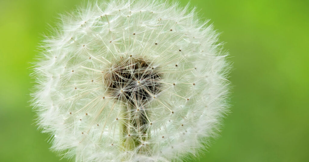 Gyermekláncfű - Pitypang