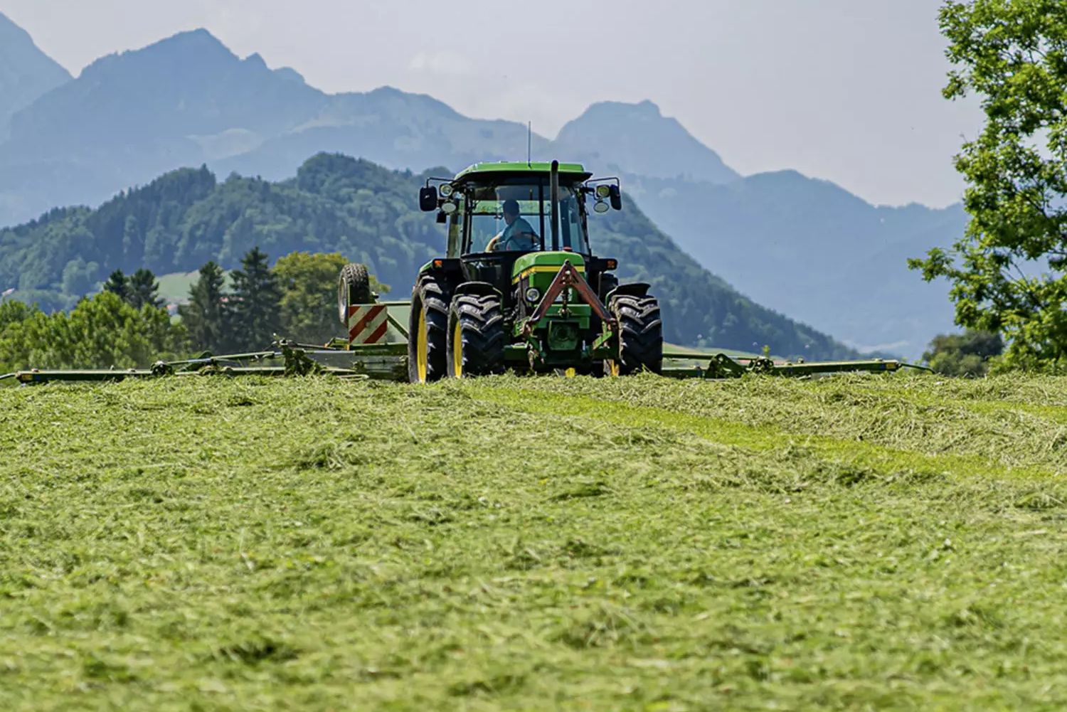 Milyen széna a legjobb a nyulaknak? – A legjobb szénafajták és a Samerberger előnyei 3 széna