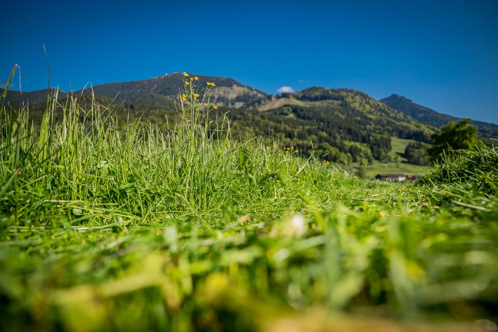 Allergiamentes széna: megoldás érzékeny kisállatok számára 2 szenaborito