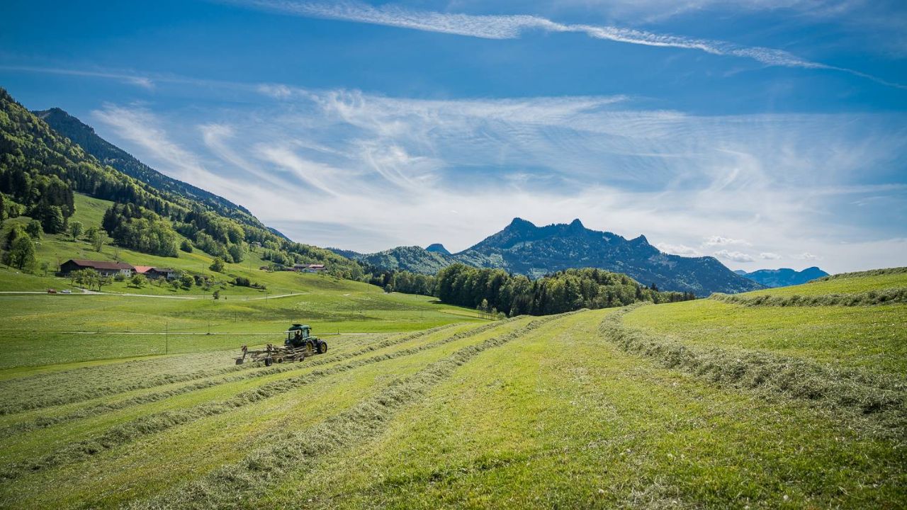 Miért nem eszi meg a nyúl a szénát? Gyakori okok és megoldások 3 széna