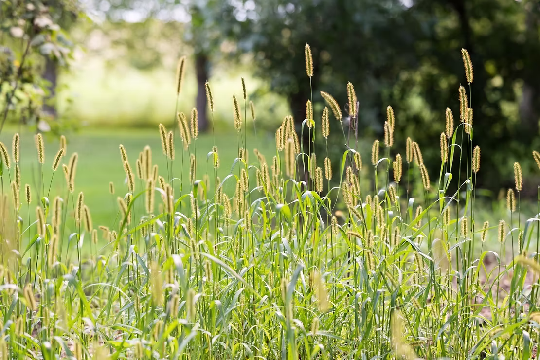Miért jobb a bio széna? Tények, tévhitek, érvek a prémium minőség mellett 3 bio
