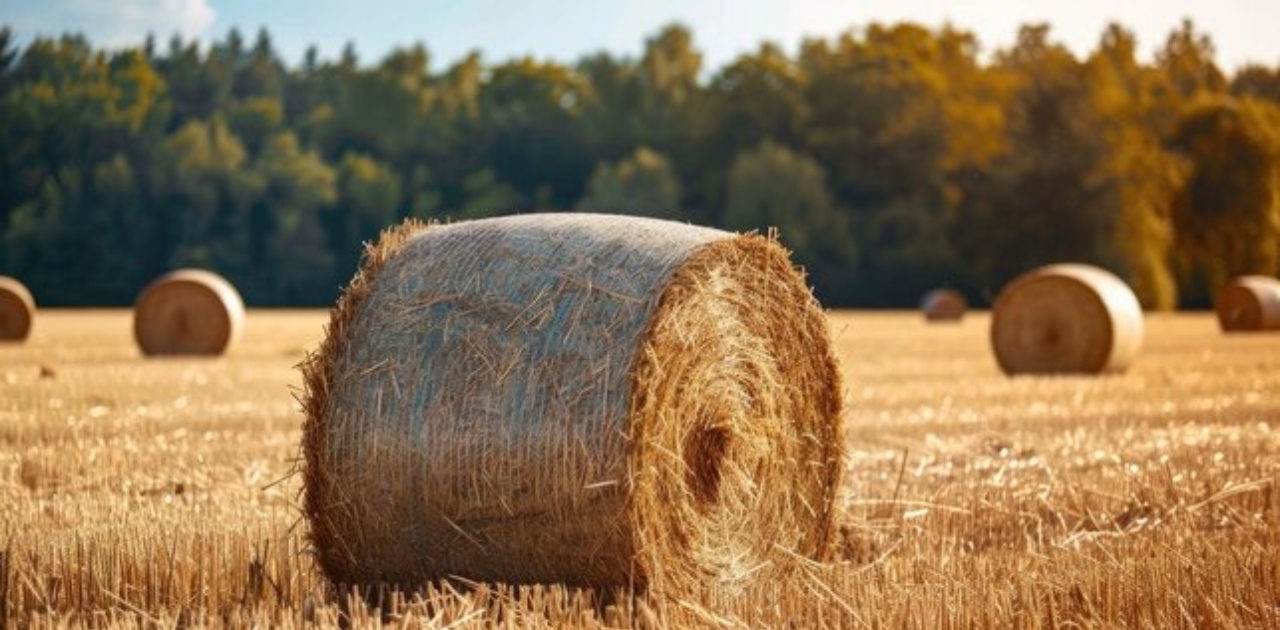 Allergiamentes széna: megoldás érzékeny kisállatok számára 1 alergiamentes széna