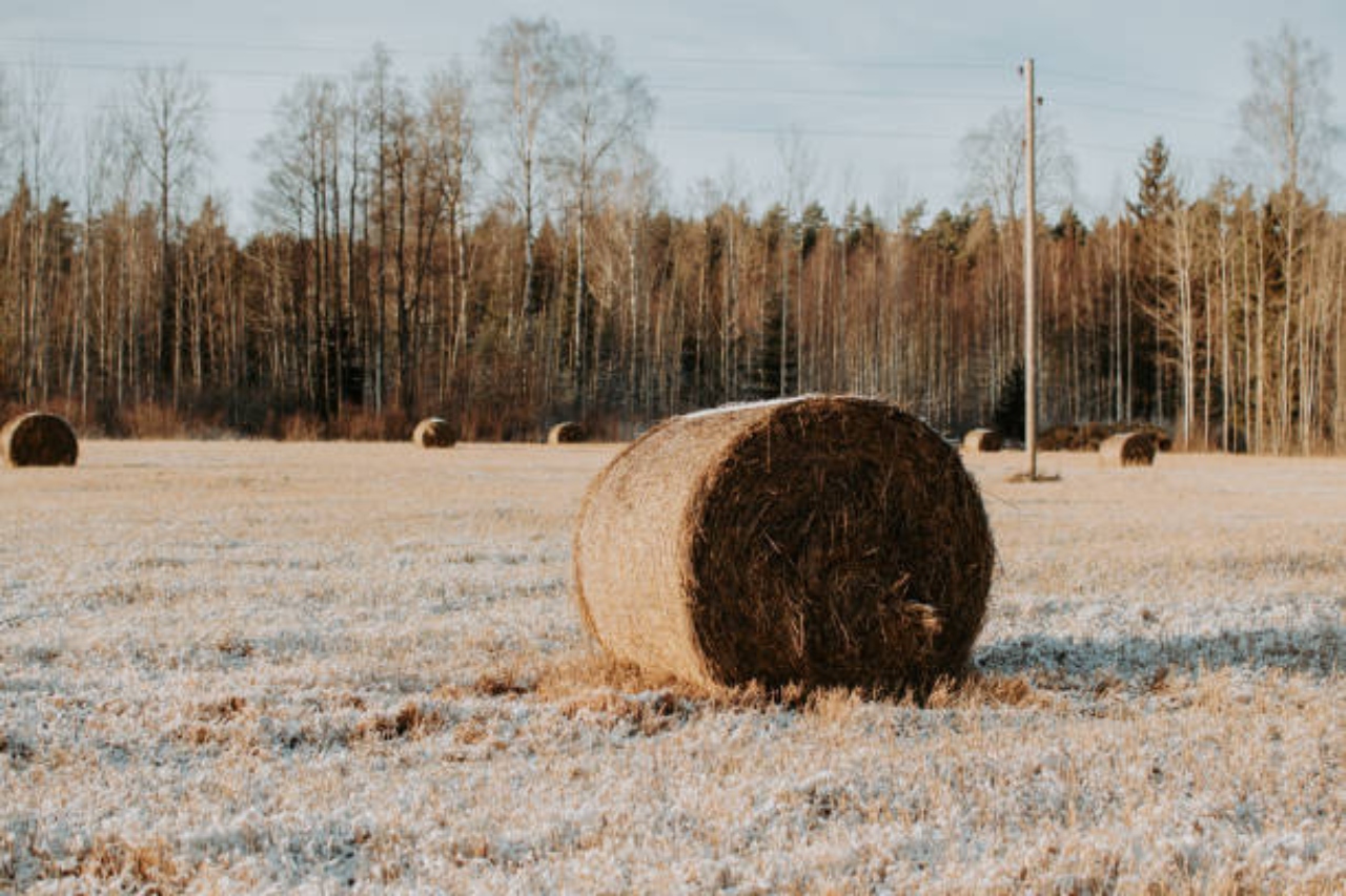 Széna mint fogkoptató: természetes megoldás a nyúl fogproblémáira? 1 szena1 1